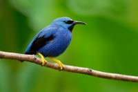 Kvetomil azurovy - Cyanerpes lucidus - Shining Honeycreeper o5872
